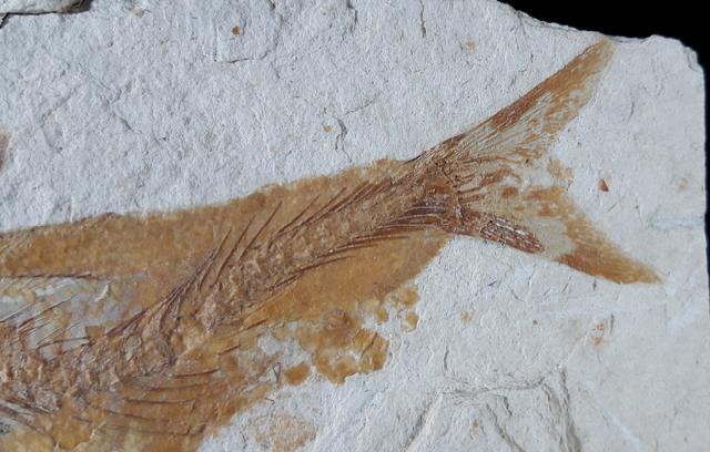 Tharsis dubius (BLAINVILLE 1818) - Bild © FossNet FossilienStore